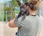 Small Photo #6 Bo-Dach Puppy For Sale in Huntley, IL, USA