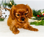 Small #8 Cavalier King Charles Spaniel