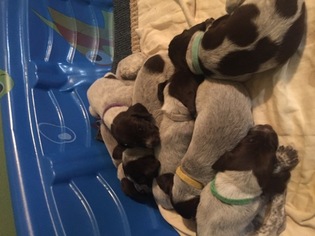 German Shorthaired Pointer Puppy for sale in SORRENTO, FL, USA