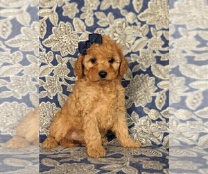 Cavapoo Puppy for sale in NEW PROVIDENCE, PA, USA