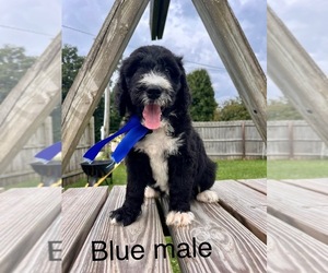 Bernedoodle Puppy for sale in SPENCER, IN, USA