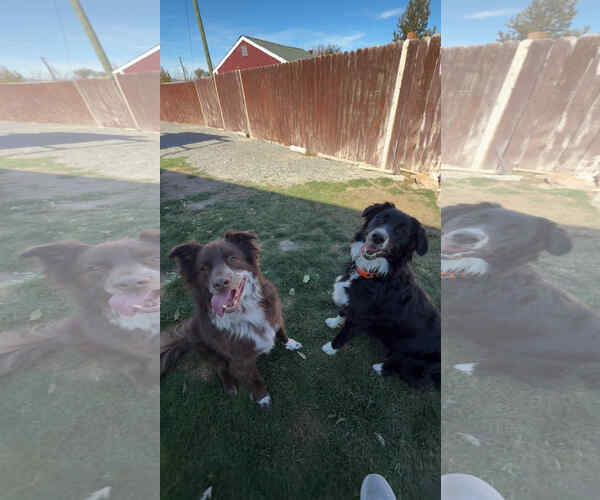 Medium Photo #8 Mutt Puppy For Sale in Sandy, UT, USA