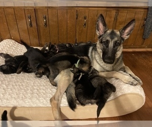 Mother of the German Shepherd Dog puppies born on 11/04/2021