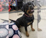Small #6 Rottweiler