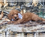 Small #2 Cavapoo (Miniature)