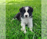 Puppy Piper Border Collie