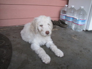 Poodle (Standard) Puppy for sale in PUYALLUP, WA, USA