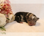 Small Photo #2 Australian Shepherd Puppy For Sale in STAFFORD, VA, USA