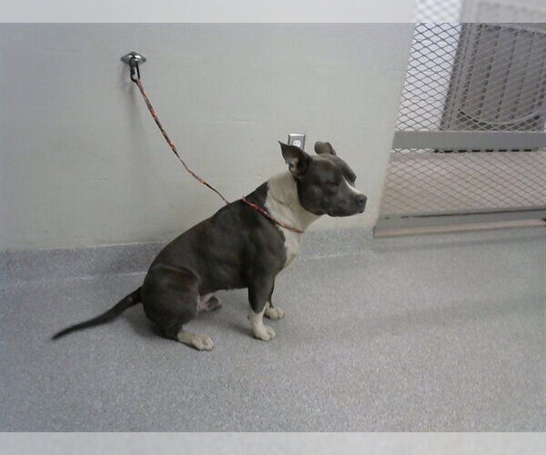 Medium Photo #1 American Pit Bull Terrier-Unknown Mix Puppy For Sale in Pasadena, TX, USA