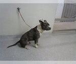 Small American Pit Bull Terrier Mix