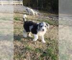 Small Photo #6 Aussiedoodle Puppy For Sale in DOWELLTOWN, TN, USA