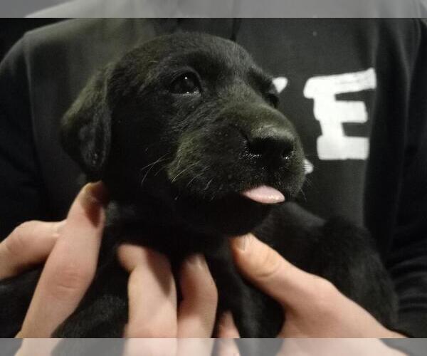Medium Photo #6 Labrador Retriever Puppy For Sale in ORANGE, MA, USA