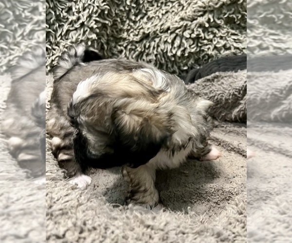 Medium Photo #58 Zuchon Puppy For Sale in RENO, NV, USA