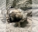 Small Photo #58 Zuchon Puppy For Sale in RENO, NV, USA