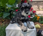 Small #2 Schnauzer (Miniature)