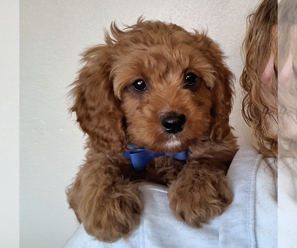 Medium Photo #3 Cavapoo (Miniature) Puppy For Sale in HANCOCK, MN, USA