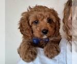 Small #2 Cavapoo (Miniature)