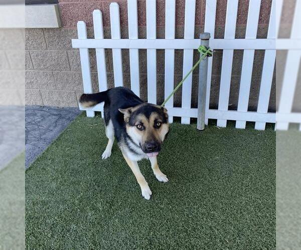 Medium Photo #1 German Shepherd Dog Puppy For Sale in Modesto, CA, USA