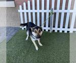 Small German Shepherd Dog