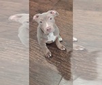 Puppy Puppy 11 American Bully