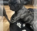 Small Photo #28 Pug Puppy For Sale in TROY, MO, USA