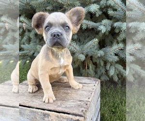 French Bulldog Puppy for sale in MIDDLEBURY, IN, USA
