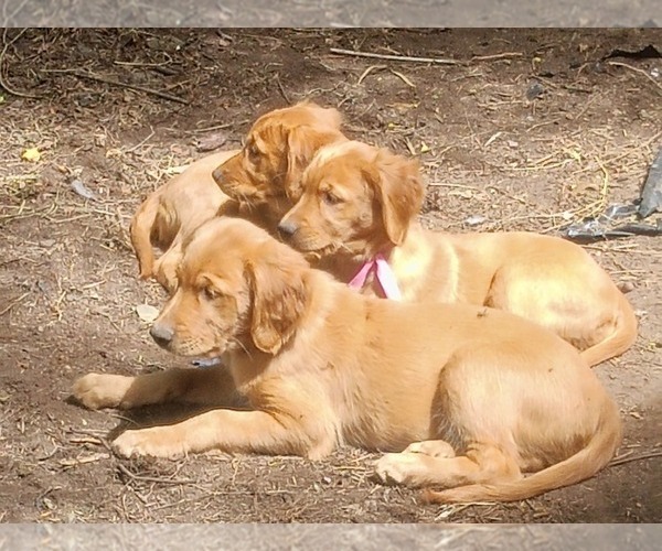 Medium Photo #2 Golden Retriever Puppy For Sale in NORDLAND, WA, USA