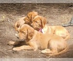 Small #1 Golden Retriever