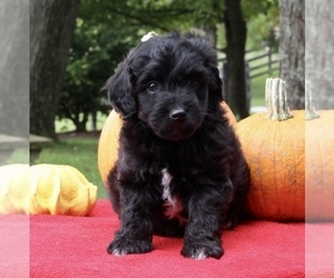 Aussiedoodle Miniature  Puppy for sale in FREDERICKSBURG, OH, USA