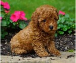 Small Photo #2 Poodle (Toy) Puppy For Sale in FREDERICKSBG, OH, USA