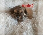 Small #4 Maltese-Silky Cocker Mix