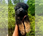 Small Photo #6 German Shepherd Dog Puppy For Sale in GADSDEN, AL, USA