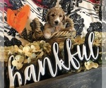 Small Photo #10 Goldendoodle Puppy For Sale in QUITMAN, AR, USA