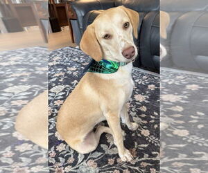 Beagle Dogs for adoption in Dunnellon, FL, USA