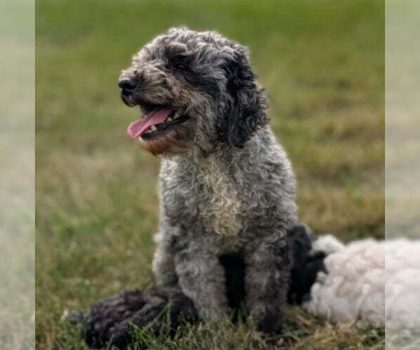 Medium Photo #1 Poodle (Miniature) Puppy For Sale in GOSHEN, IN, USA