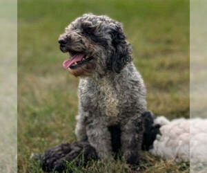 Mother of the Poodle (Miniature) puppies born on 03/11/2026
