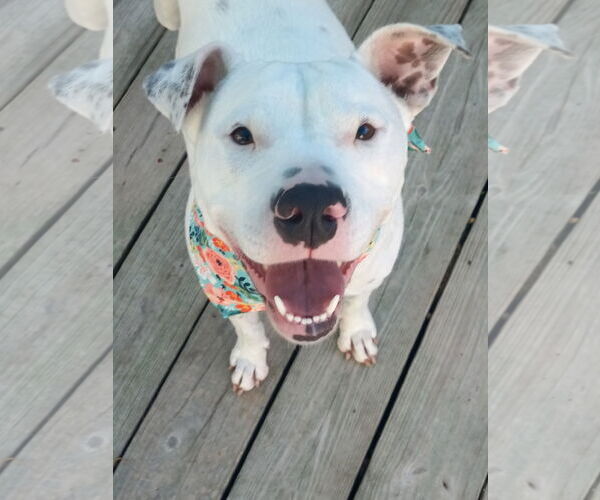 Medium Photo #1 American Pit Bull Terrier-Unknown Mix Puppy For Sale in Murfreesboro, NC, USA