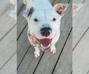 American Pit Bull Terrier-Unknown Mix Dogs for adoption in Murfreesboro, NC, USA