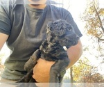 Small Photo #8 Cavapoo Puppy For Sale in WOODBRIDGE, VA, USA