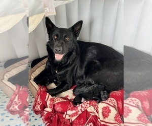 German Shepherd Dog Puppy for sale in FRANKLINTON, LA, USA
