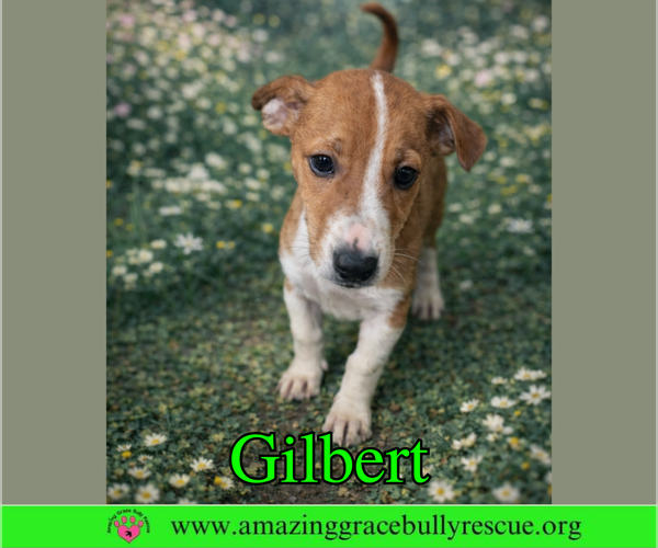 Medium Photo #2 Chiweenie Puppy For Sale in Pensacola, FL, USA