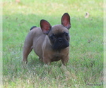 Small #4 French Bulldog
