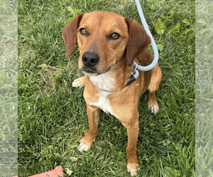 Doxle Dogs for adoption in Batavia, OH, USA