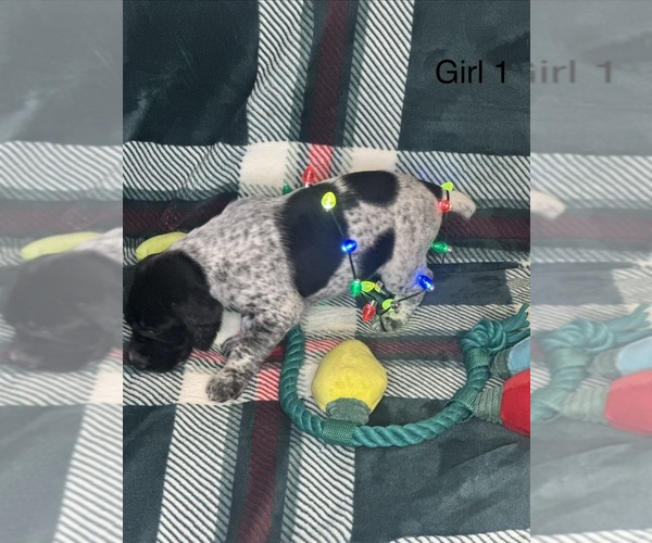Medium Photo #1 German Shorthaired Pointer Puppy For Sale in BOOMER, NC, USA