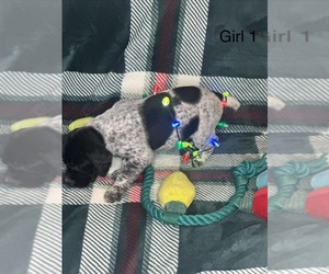 German Shorthaired Pointer Litter for sale in BOOMER, NC, USA