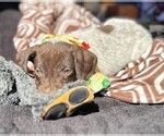 Small Photo #5 German Shorthaired Pointer Puppy For Sale in GREENVILLE, SC, USA