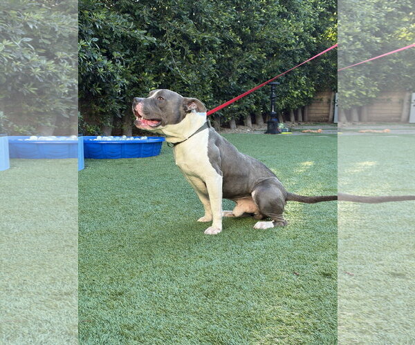 Medium Photo #2 American Pit Bull Terrier Puppy For Sale in Berkeley, CA, USA