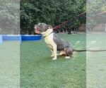 Small Photo #2 American Pit Bull Terrier Puppy For Sale in Berkeley, CA, USA