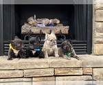 Small #2 French Bulldog
