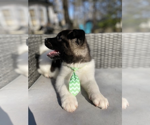 Medium Photo #12 Akita Puppy For Sale in MCDONOUGH, GA, USA